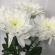 Хризантема садовая Балтика Уайт (Baltica White) с доставкой