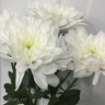 Хризантема садовая Балтика Уайт (Baltica White) можно купить недорого с доставкой в питомнике Любвитский