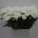 Хризантема садовая Балтика Уайт (Baltica White) с доставкой