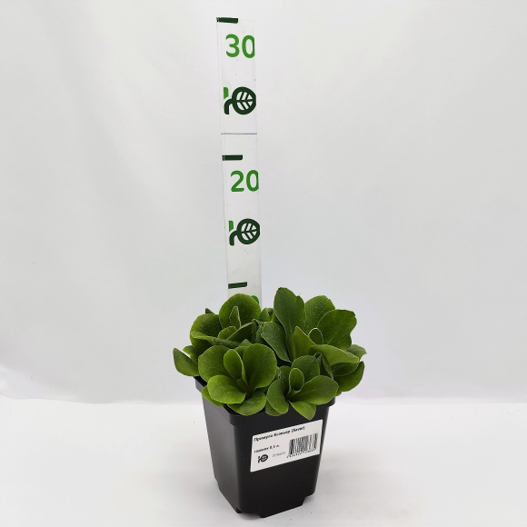 Примула Ксавьер (Xaver) купить с доставкой