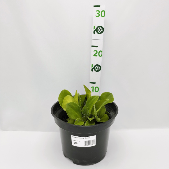 Примула Ксавьер (Xaver) купить с доставкой