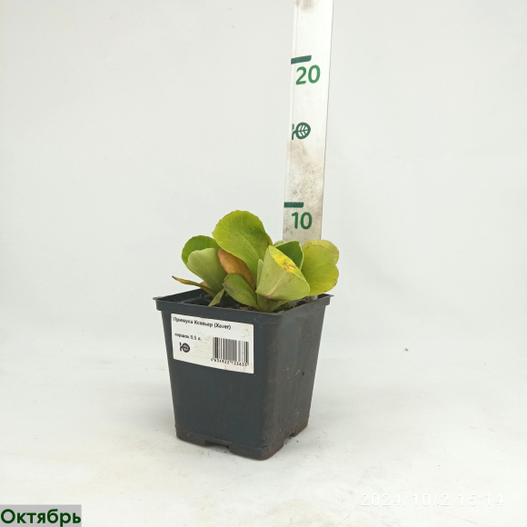 Примула Ксавьер (Xaver) купить с доставкой