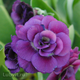 Примула Ксавьер (Xaver) Примула Ксавьер (Xaver)