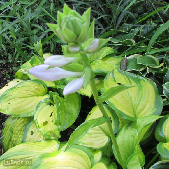 Хоста Стейнд Гласс (Stained Glass) [M] купить с доставкой