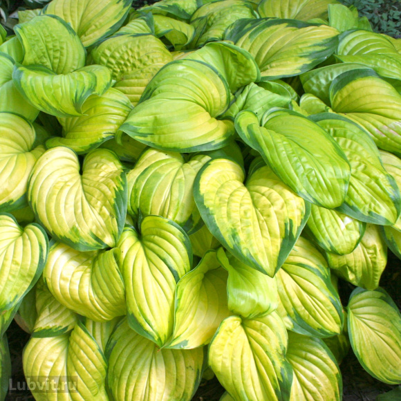 Хоста Стейнд Гласс (Stained Glass) [M] купить с доставкой