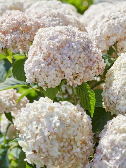 Гортензия Кандибелл Маршмэллоу (Candybelle Marshmallow) древовидная купить с доставкой