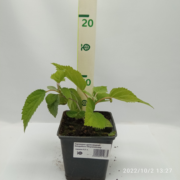 Гортензия Кандибелл Маршмэллоу (Candybelle Marshmallow) древовидная купить с доставкой