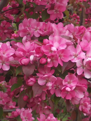 Яблоня Рудольф (Rudolph)