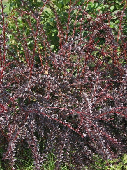 Барбарис Ред Чиф (Red Chief) купить с доставкой