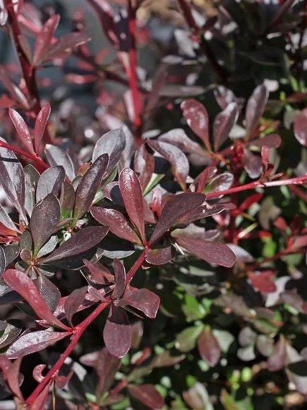 Барбарис Ред Чиф (Red Chief) купить с доставкой