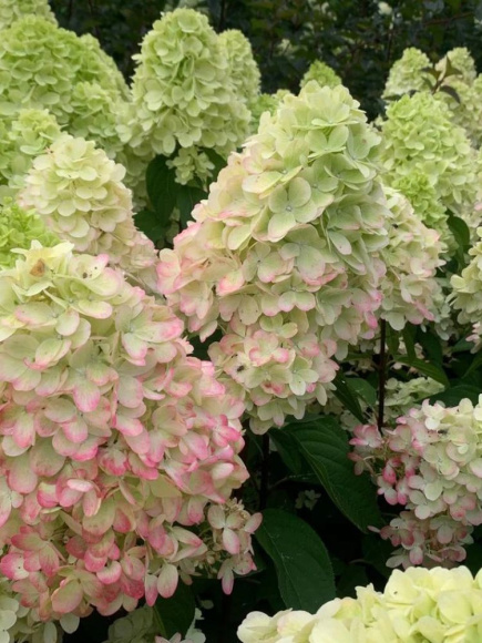 Гортензия Бонфайер (Bonfire) метельчатая купить с доставкой