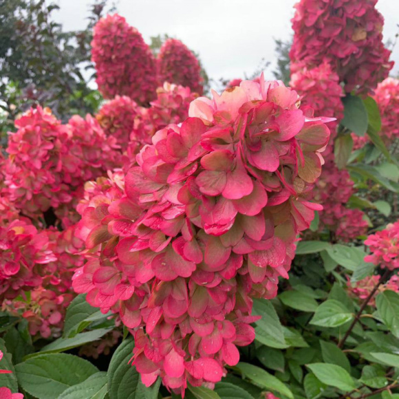 Гортензия Бонфайер (Bonfire) метельчатая купить с доставкой