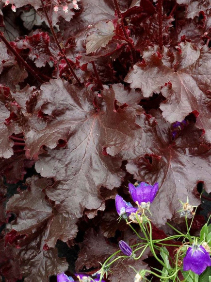 Гейхера Блэк Бьюти (Black Beauty) купить с доставкой