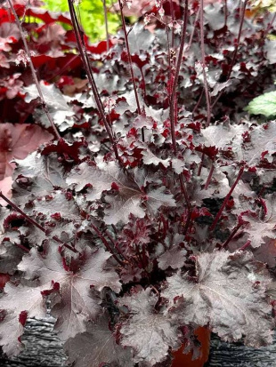 Гейхера Блэк Бьюти (Black Beauty)