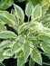 Хоста Обсенс Гестуре (Obscene Gesture) [M] купить с доставкой