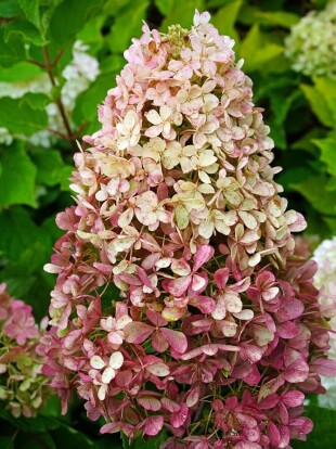 Гортензия Распберри Пинк (Raspberry Pink) метельчатая