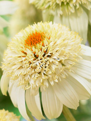 Эхинацея Милкшейк (Milkshake)