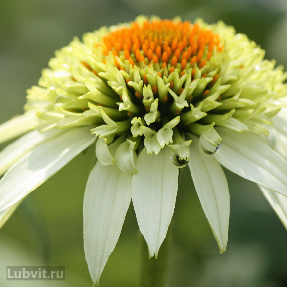 Эхинацея Милкшейк (Milkshake) купить с доставкой Эхинацея Милкшейк (Milkshake) купить с доставкой