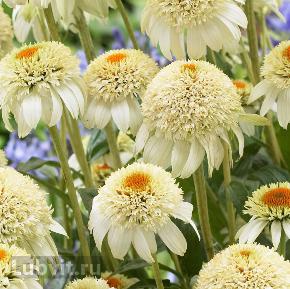 Эхинацея Милкшейк (Milkshake) купить с доставкой Эхинацея Милкшейк (Milkshake) купить с доставкой