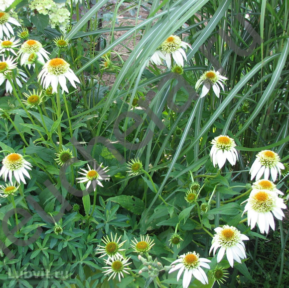 Эхинацея Милкшейк (Milkshake) купить с доставкой Эхинацея Милкшейк (Milkshake) купить с доставкой