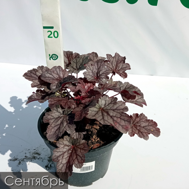 Heuchera 'Peachy Keen' TERRA NOVA ® Nurseries, Inc.