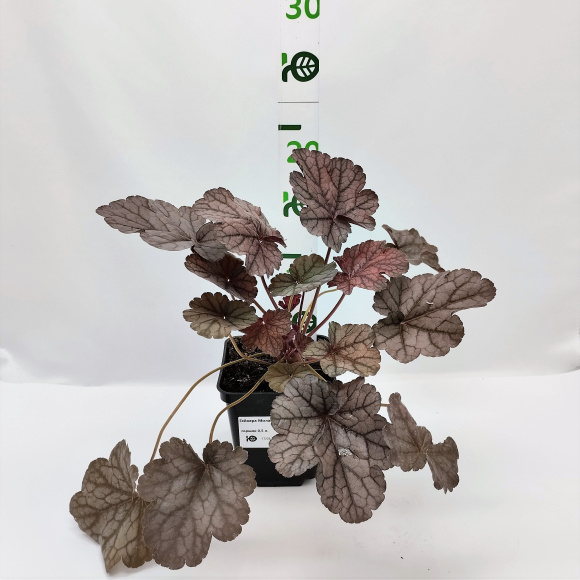 Гейхера Милан (Milan) купить с доставкой