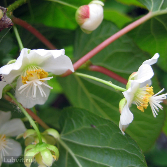 Актинидия Лакомка купить с доставкой