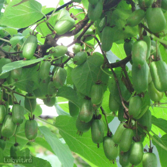 Актинидия Лакомка купить с доставкой