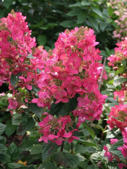 Гортензия Мэджикал Файер (Magical Fire) метельчатая купить с доставкой