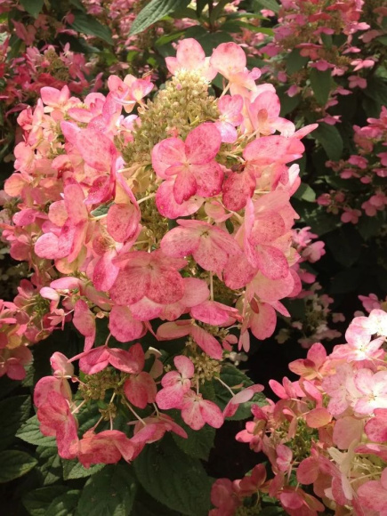 Гортензия Мэджикал Файер (Magical Fire) метельчатая купить с доставкой