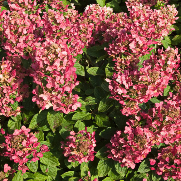 Гортензия Мэджикал Файер (Magical Fire) метельчатая купить с доставкой Гортензия Мэджикал Файер (Magical Fire) метельчатая купить с доставкой