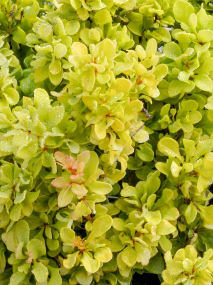 Барбарис Тини Голд (Tiny Gold) купить с доставкой Барбарис Тини Голд (Tiny Gold) купить с доставкой