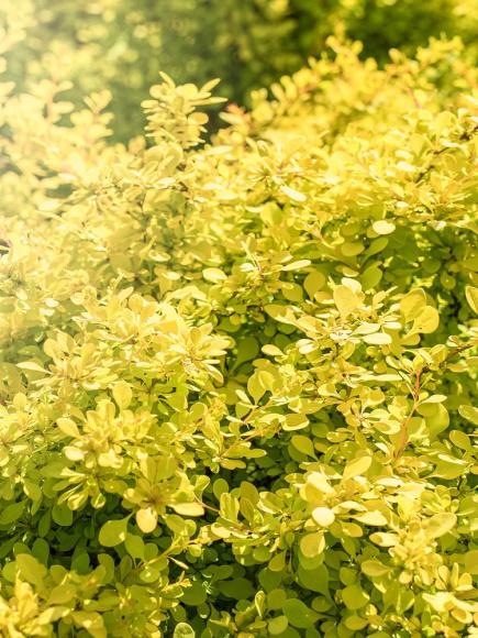 Барбарис Тини Голд (Tiny Gold) купить с доставкой Барбарис Тини Голд (Tiny Gold) купить с доставкой