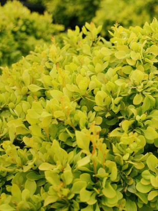 Барбарис Тини Голд (Tiny Gold) Барбарис Тини Голд (Tiny Gold)