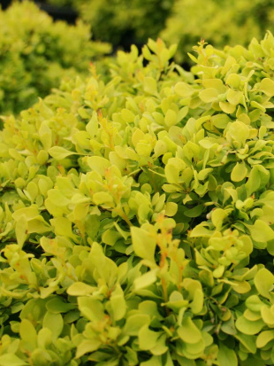 Барбарис Тини Голд (Tiny Gold) Барбарис Тини Голд (Tiny Gold)