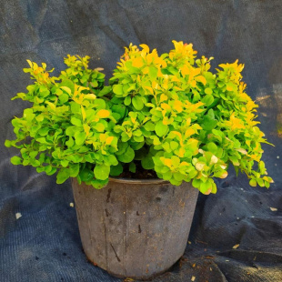 Барбарис Тини Голд (Tiny Gold)