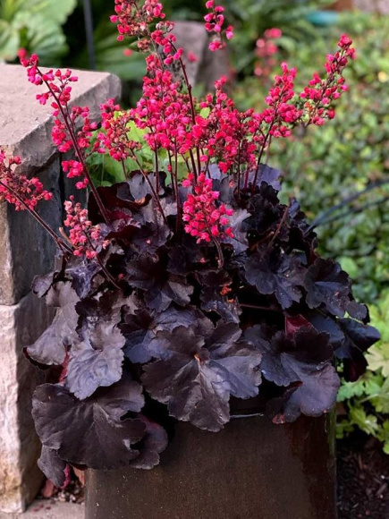 Гейхера Блэк Форест Кейк (Black Forest Cake) купить с доставкой