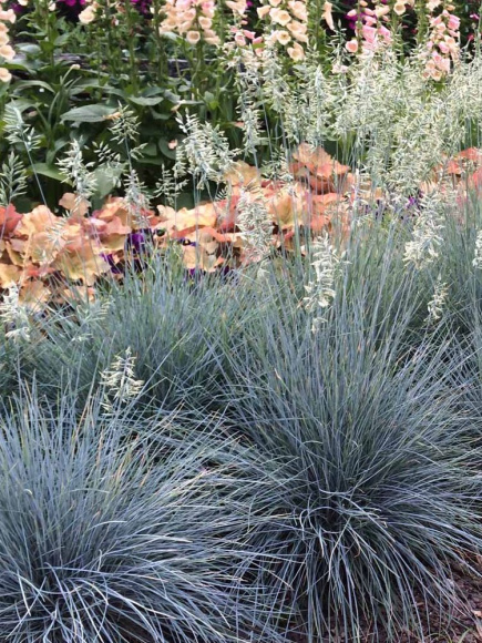 Овсяница Элайджа Блю (Elijah Blue) купить с доставкой