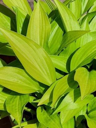 Хоста Манчкин Файер (Munchkin Fire) [S]