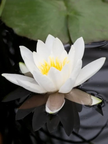 Нимфея Белая купить с доставкой