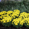 Хризантема садовая Балтика Йеллоу (Baltica Yellow) можно купить недорого с доставкой в питомнике Любвитский