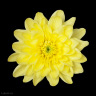 Хризантема садовая Балтика Йеллоу (Baltica Yellow) можно купить недорого с доставкой в питомнике Любвитский