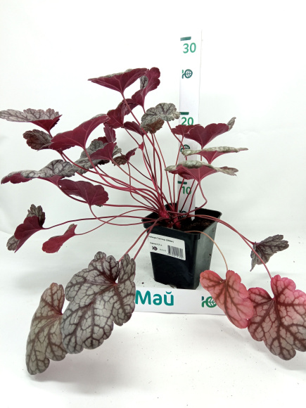 Гейхера Глиттер (Glitter) купить с доставкой Гейхера Глиттер (Glitter) купить с доставкой