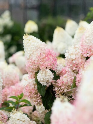 Гортензия Строберри Блоссом (Strawberry Blossom) метельчатая Гортензия Строберри Блоссом (Strawberry Blossom) метельчатая