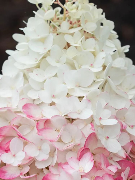 Гортензия Строберри Блоссом (Strawberry Blossom) метельчатая купить с доставкой