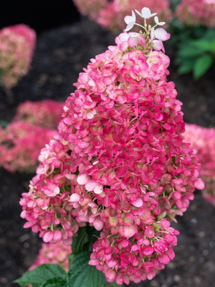 Гортензия Строберри Блоссом (Strawberry Blossom) метельчатая купить с доставкой