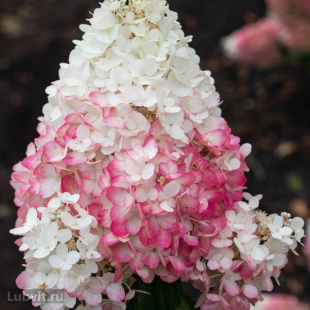 Гортензия Строберри Блоссом (Strawberry Blossom) метельчатая Гортензия Строберри Блоссом (Strawberry Blossom) метельчатая