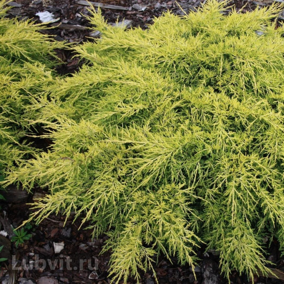 Можжевельник Кинг оф Спринг (King of Spring) купить с доставкой Можжевельник Кинг оф Спринг (King of Spring) купить с доставкой