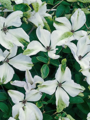 Клематис Алба Люксурианс (Alba Luxurians) Клематис Алба Люксурианс (Alba Luxurians)