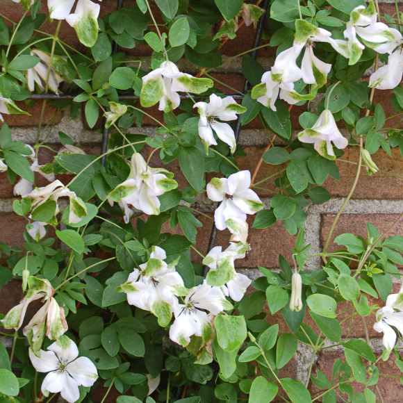 Клематис Алба Люксурианс (Alba Luxurians) купить с доставкой